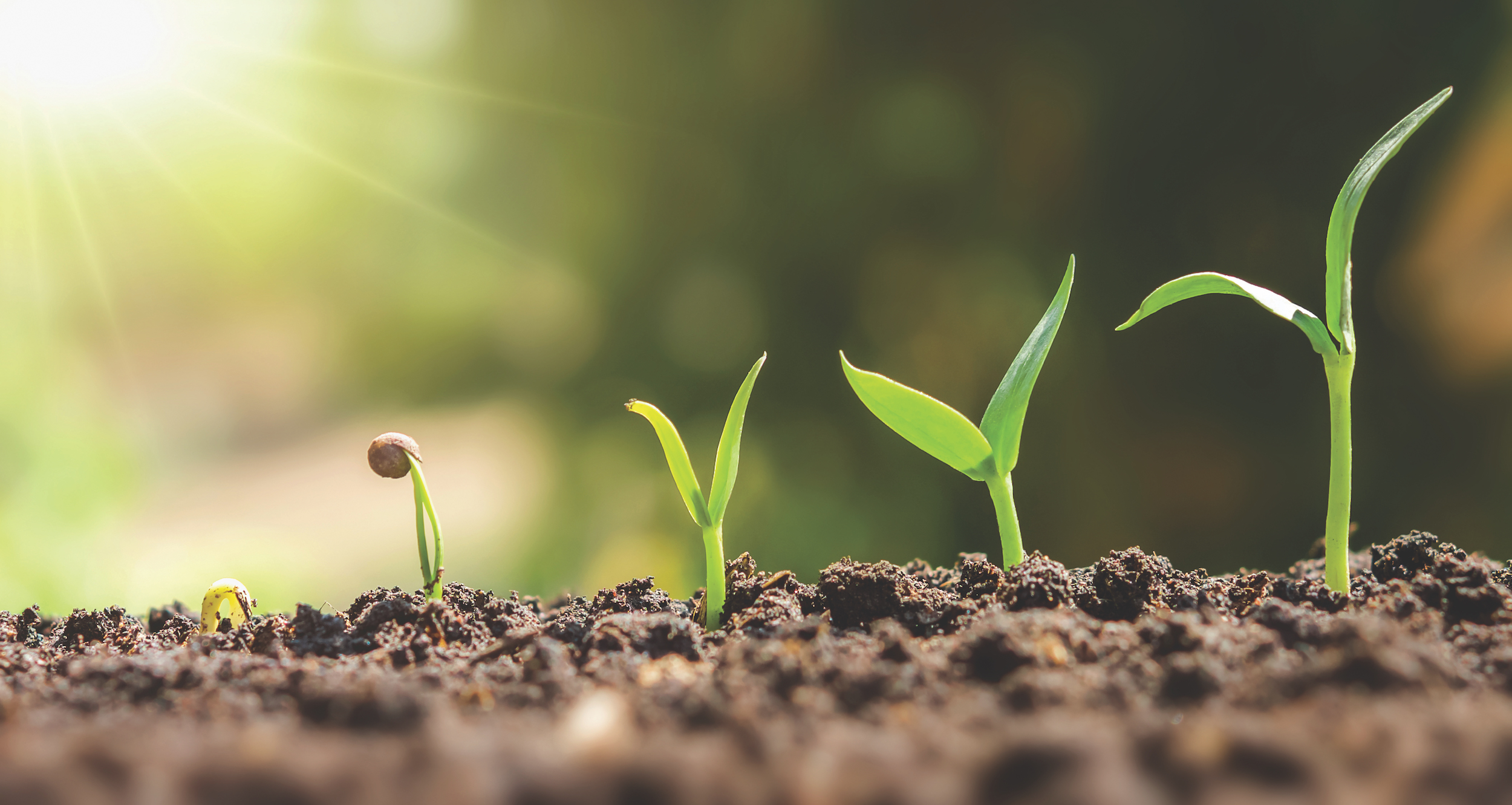 plant seeding growing step. concept agriculture