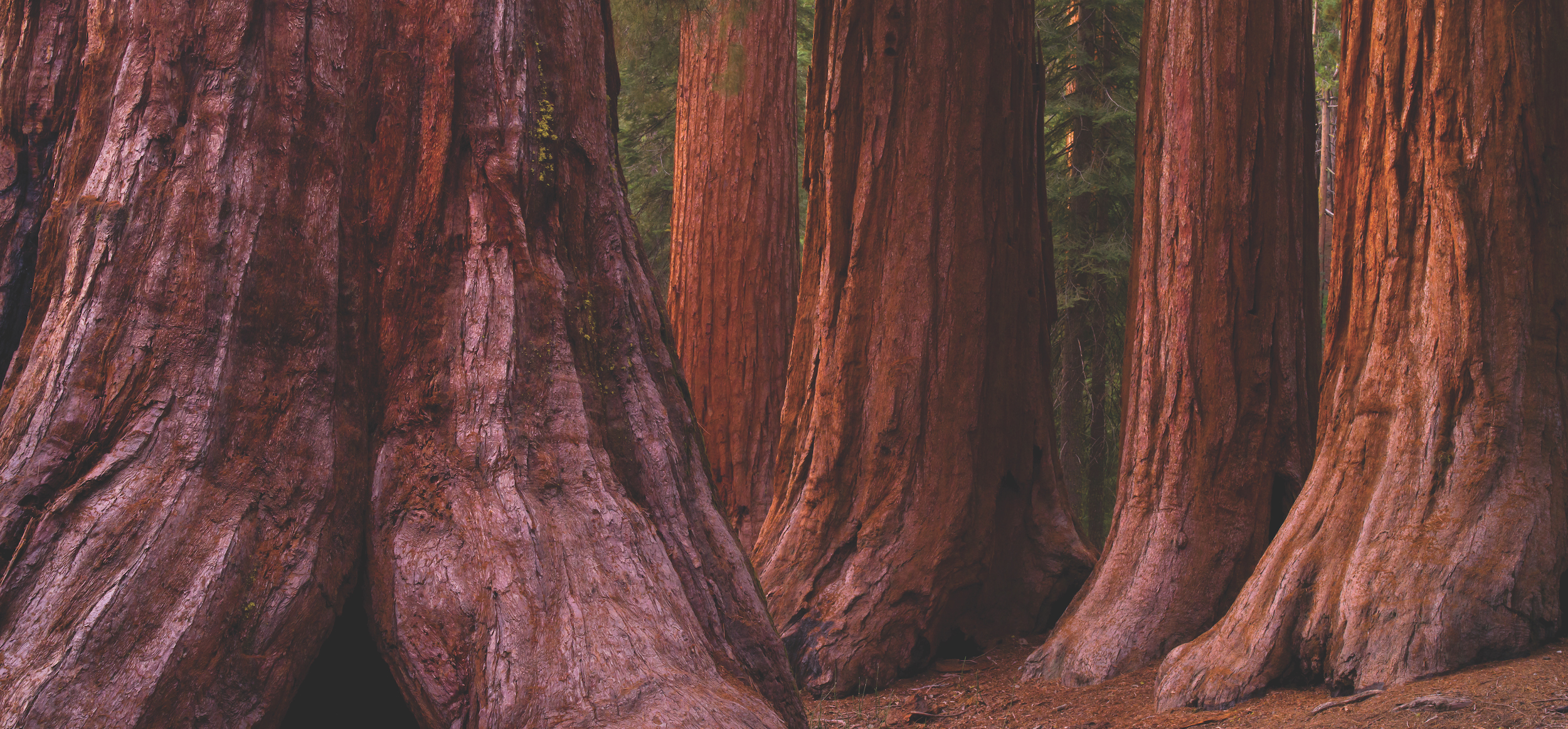Bachelor and Three Graces + 1 in Mariposa Grove, Yosemite National Park, California