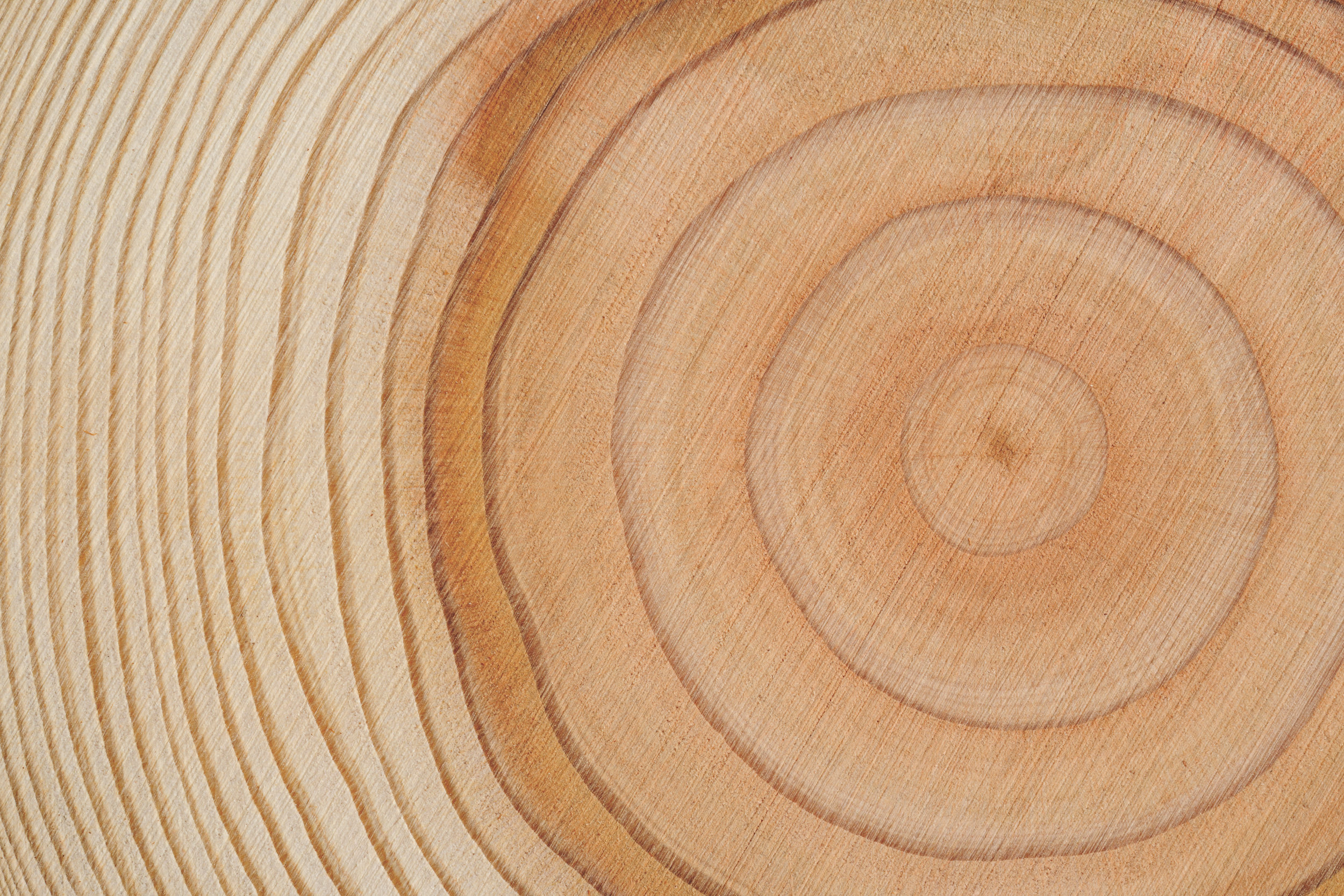 Close-up shot of tree rings texture background.