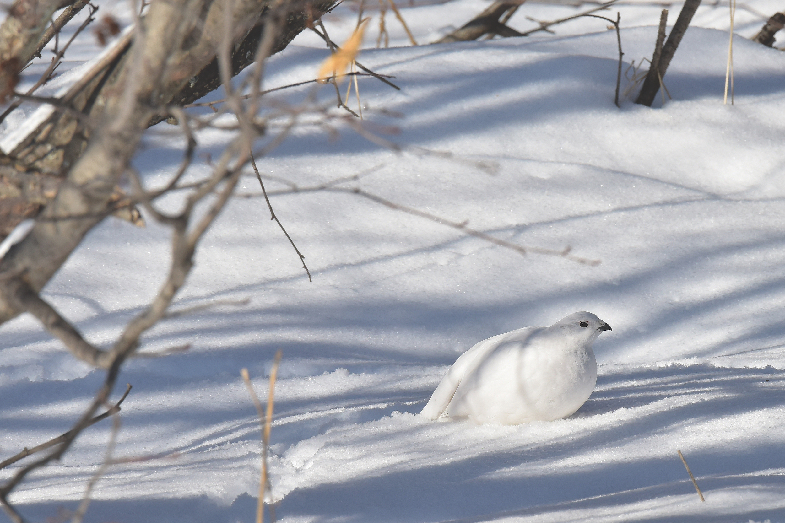 Willow ptarmigan are masters of winter camouflage.