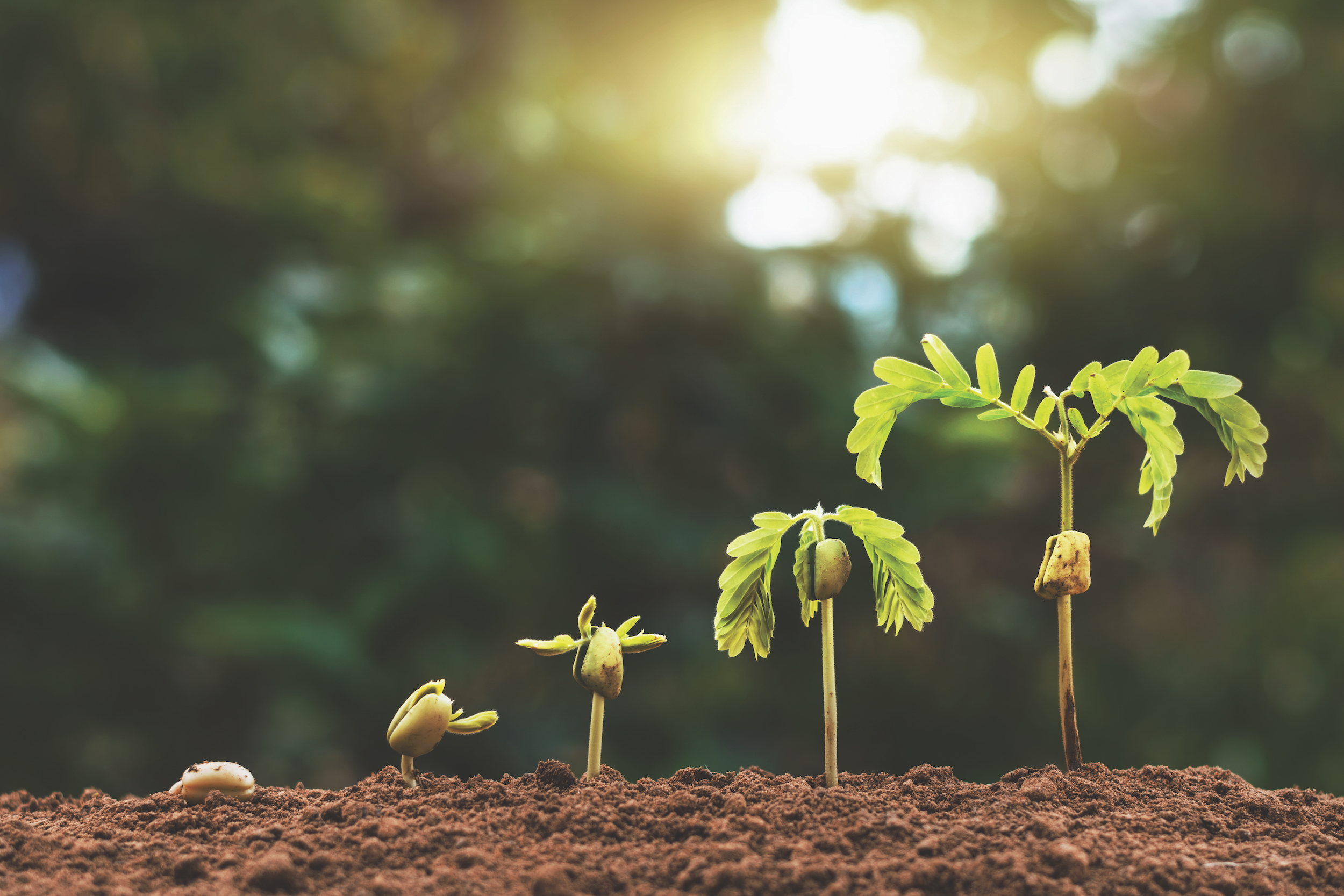 plant seeding growing step with sunlight with vintage tone filter