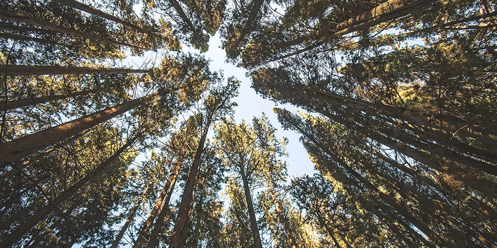 looking up through very tall trees