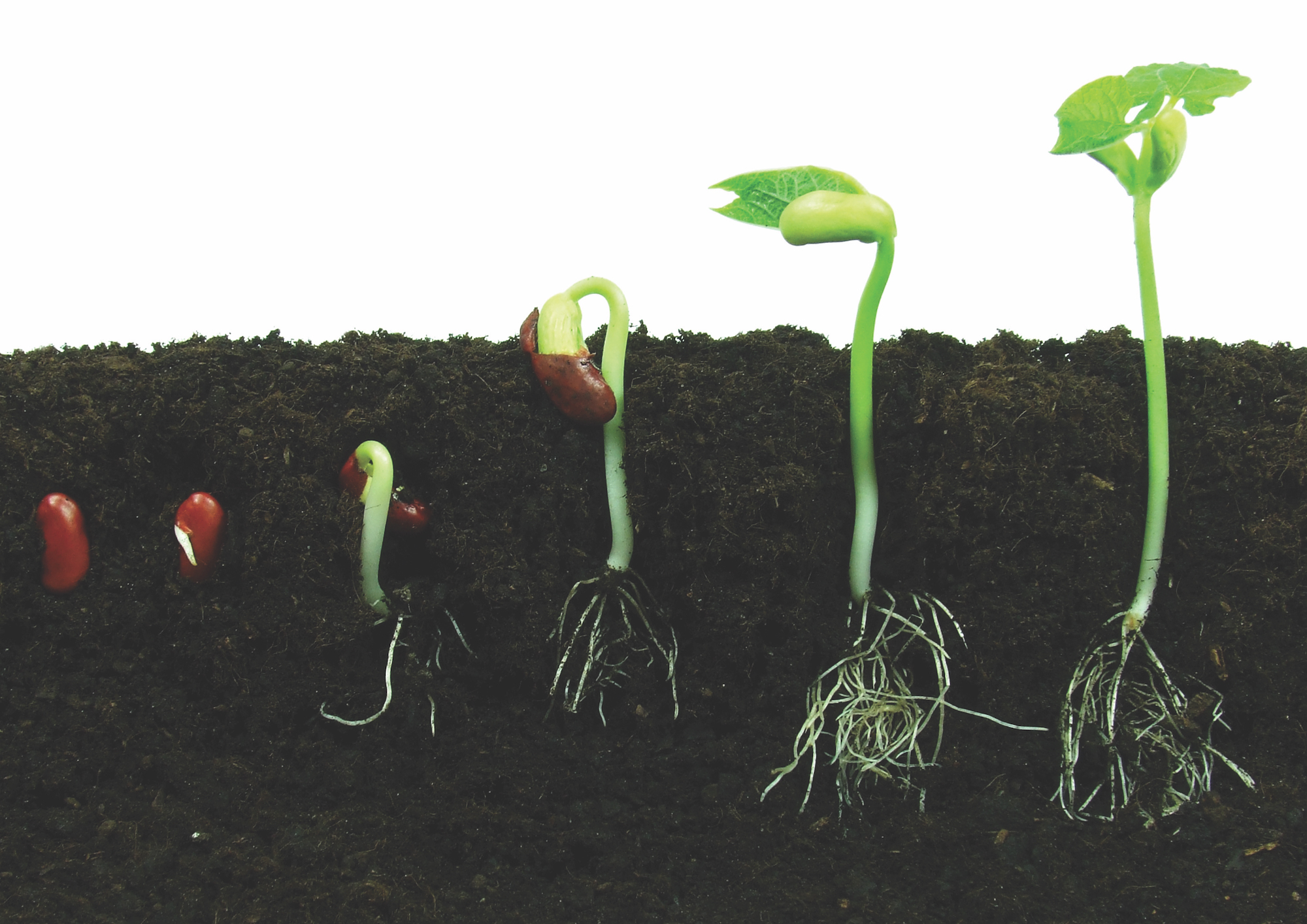 Sequence of bean seeds germination in soil