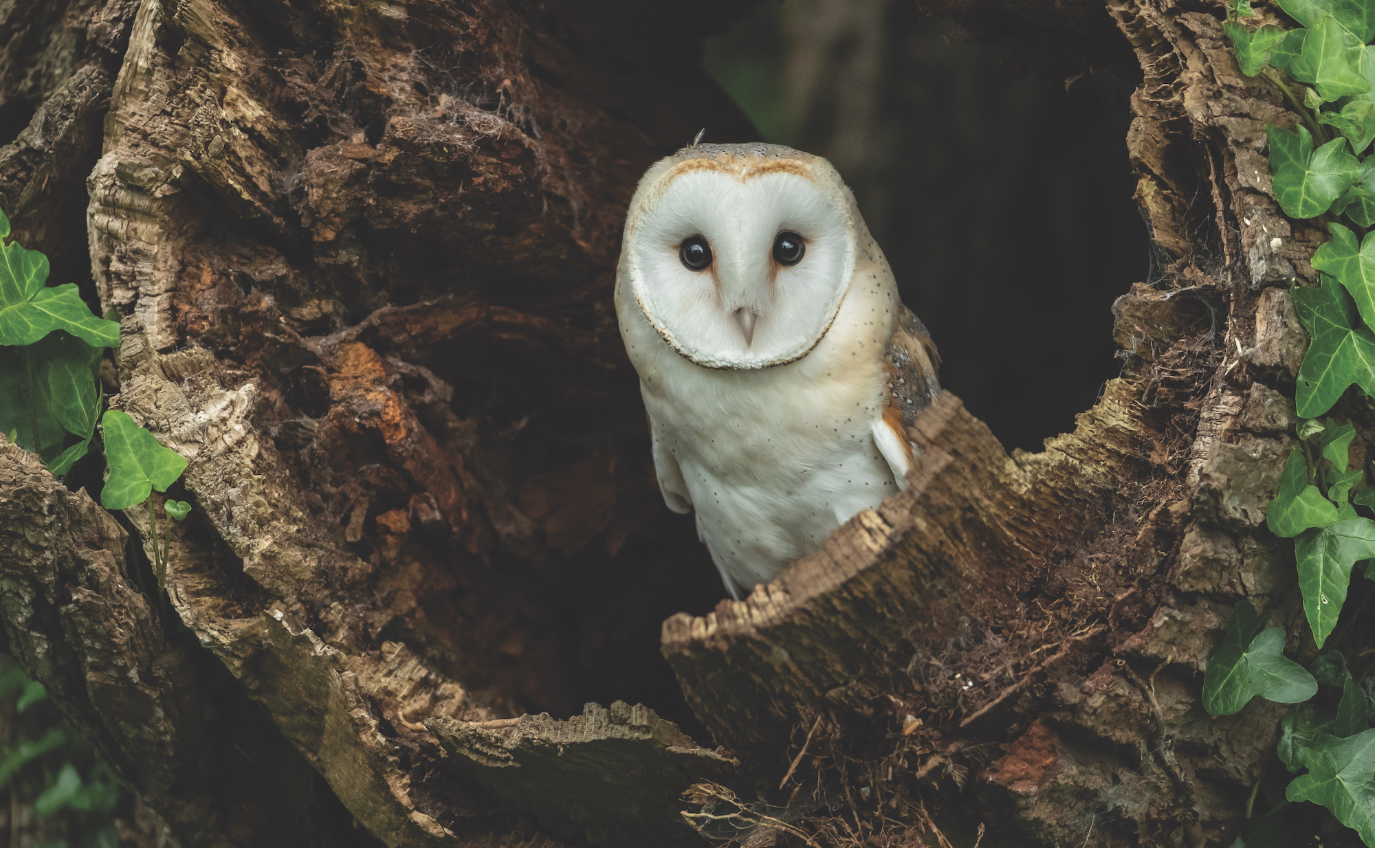 Barn owl in hollow tree