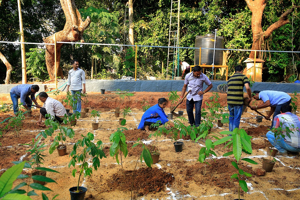 Afforestation at Kanakakunnu.jpg