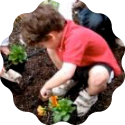 young child planting flowers in soil