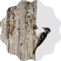 woodpecker feeding its chick inside a tree