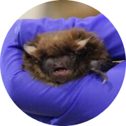 big brown bat