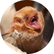 Eastern red bat