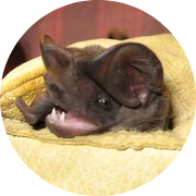 Florida Bonneted Bat