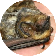 hoary bat