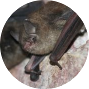 Indiana Bat