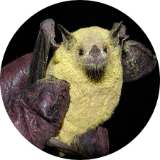 bat covered in pollen