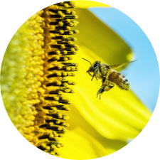 bee buzzing beside a sunflower