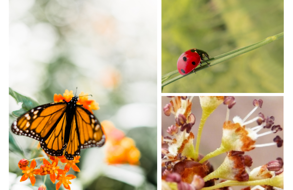 Three images in a collage: one of a monarch butterfly resting on an orange flower, a red ladybug climbing on a strand of grass, and a close-up of buds from a flower 