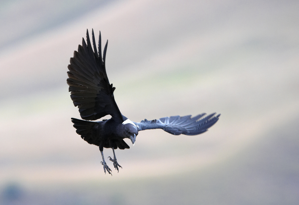white-necked-raven-illustration