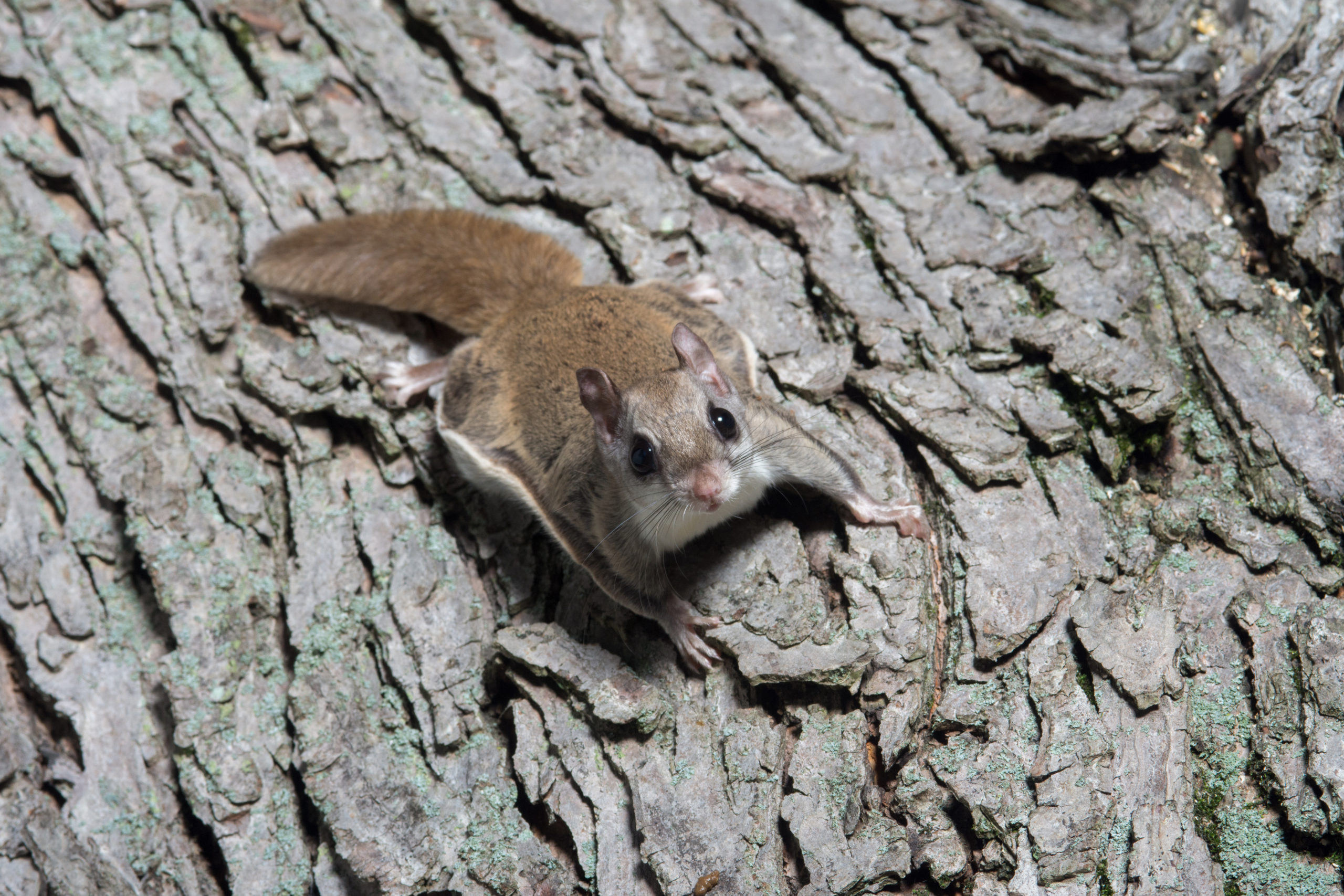 flying squirrel on a tree trunk