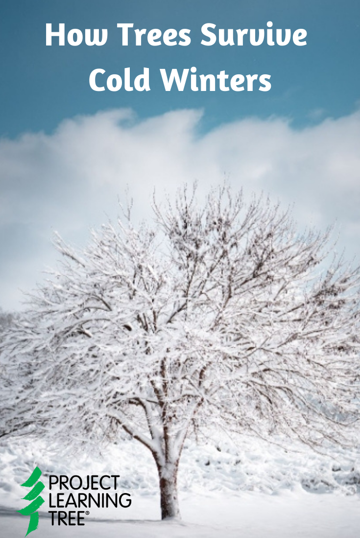 A snow-covered deciduous tree in the middle of a snowy field with the title How Trees Survive Cold Winters