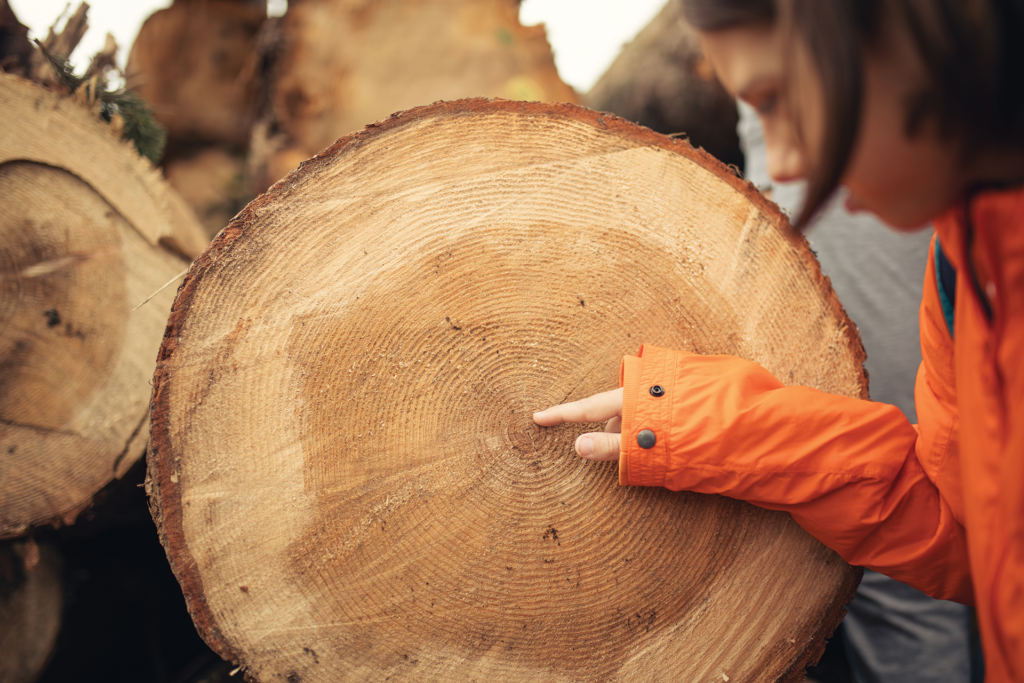 Young girl points to the center of a tree cross section also known as a tree cookie