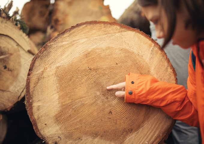 Young girl points to the center of a tree cross section also known as a tree cookie