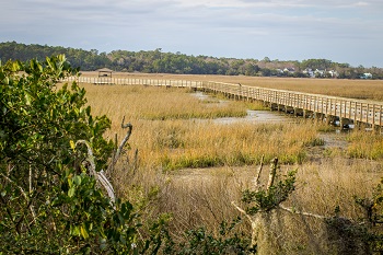 marsh-grasses-South-Carolina-Lowcountry