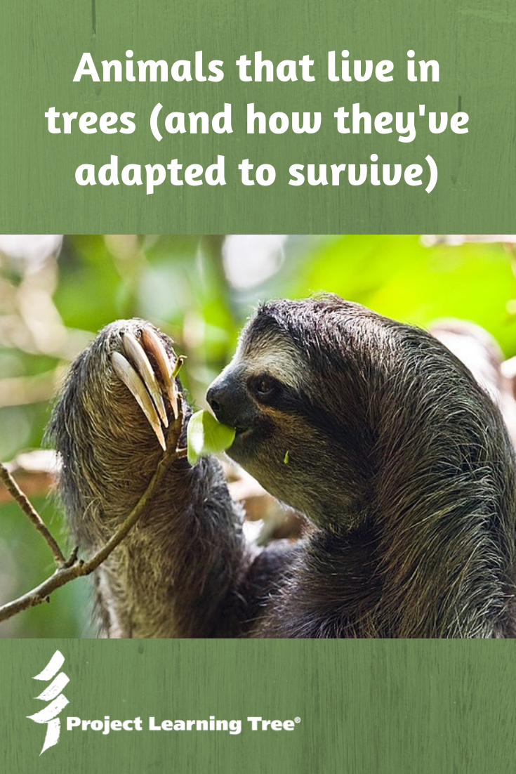 Animals that live in trees (and how they've adapted to survive)
