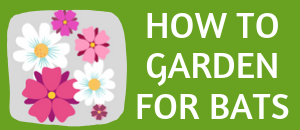 gardening for bats in small spaces free worksheet