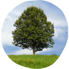 photo of a tree in a field
