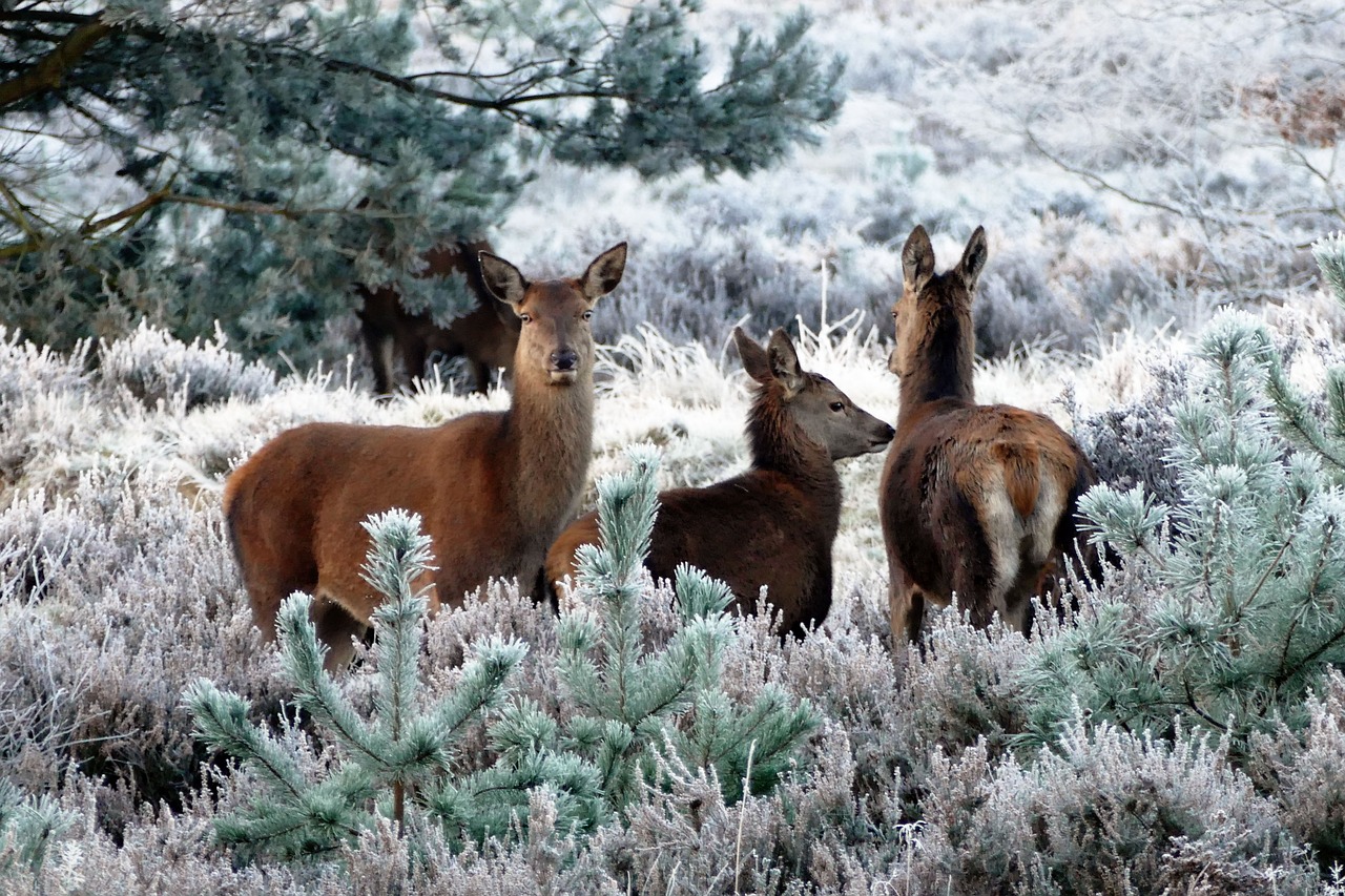 Three deer in a forest in winter