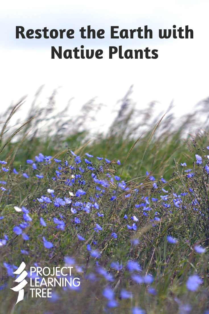 Restore the Earth with Native Plants