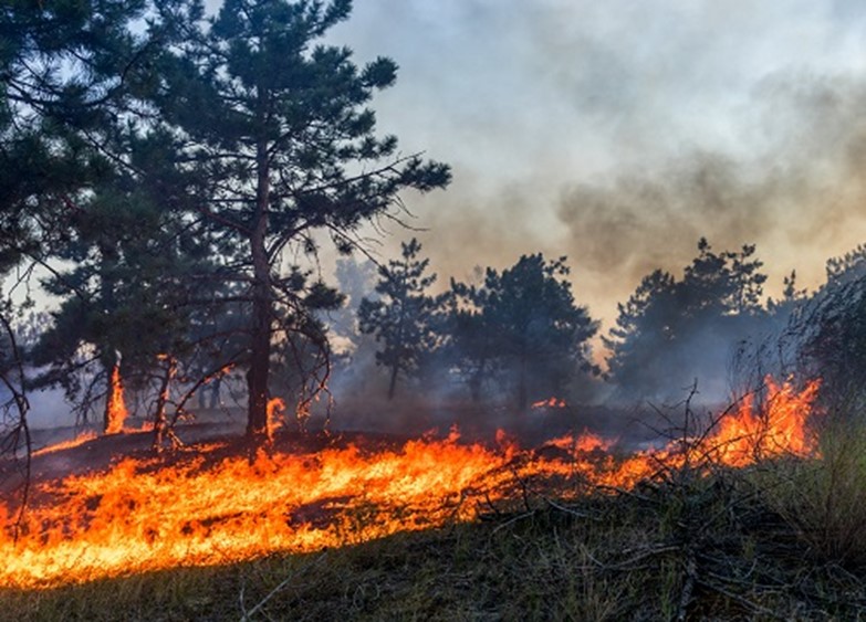 landscape photo of a fire spreading across grass and up a tree