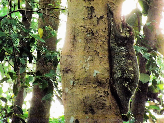 Flying lemur in a tree