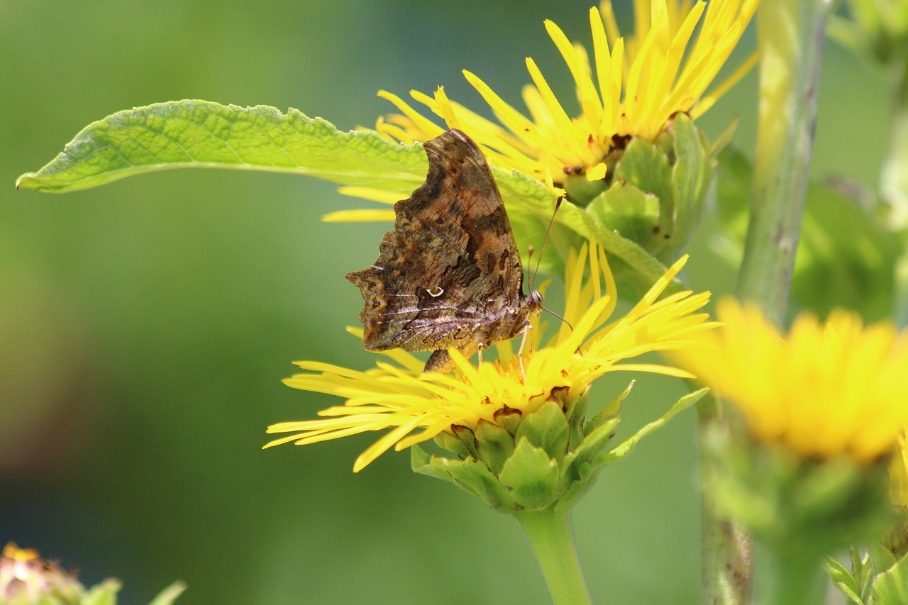 Butterfly on a yellow inula flower