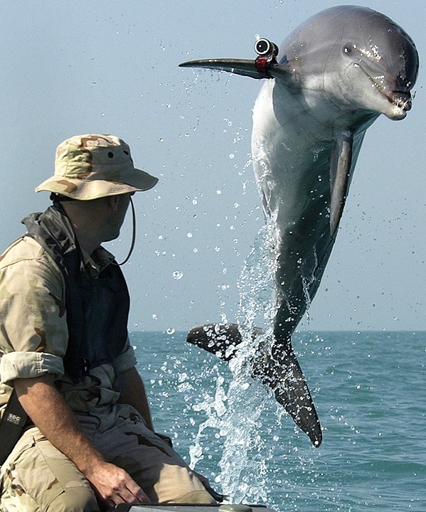 Marine biologist overlooking a dolphin with a camera attached to it jumping out of the water