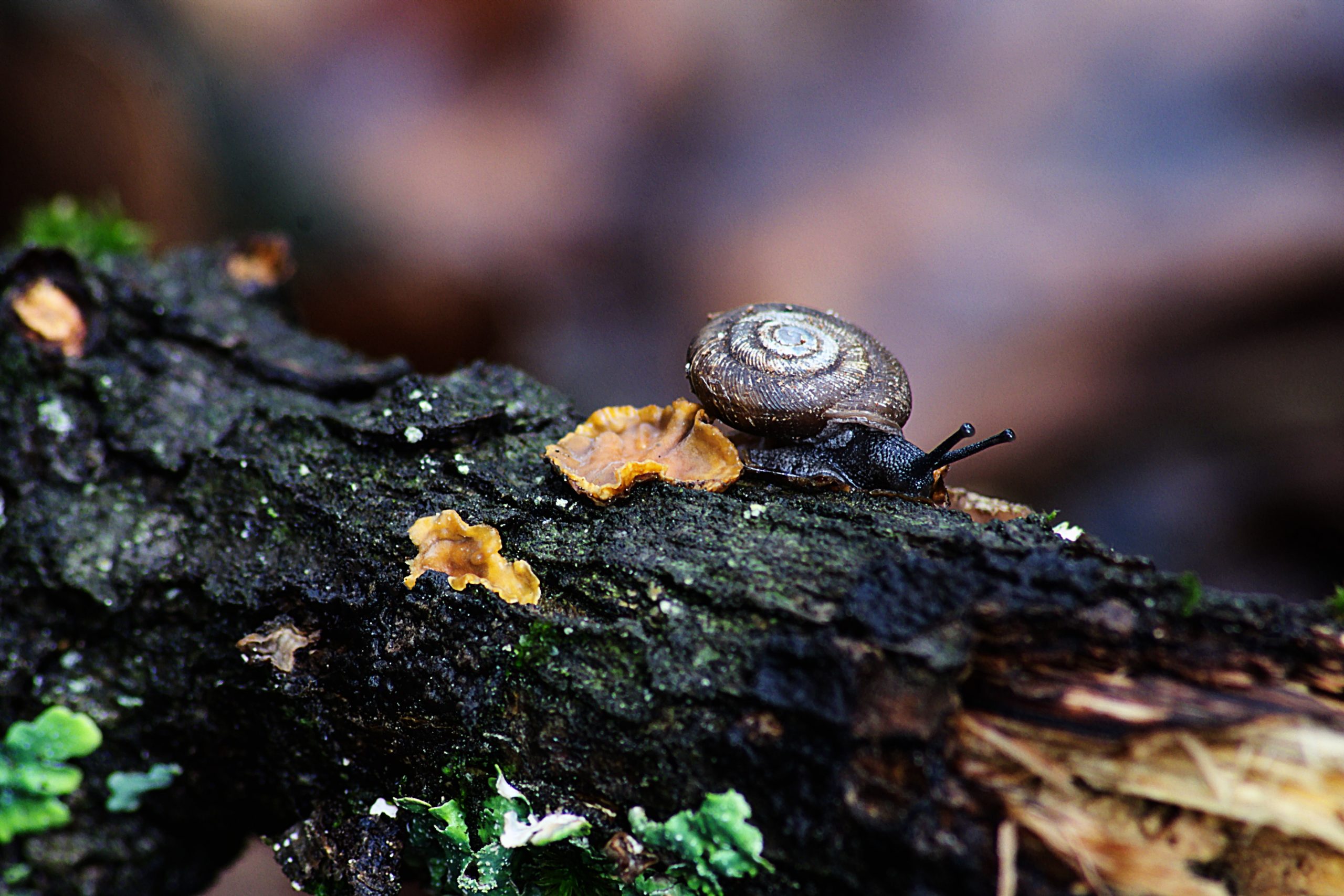 snail-on-a-log