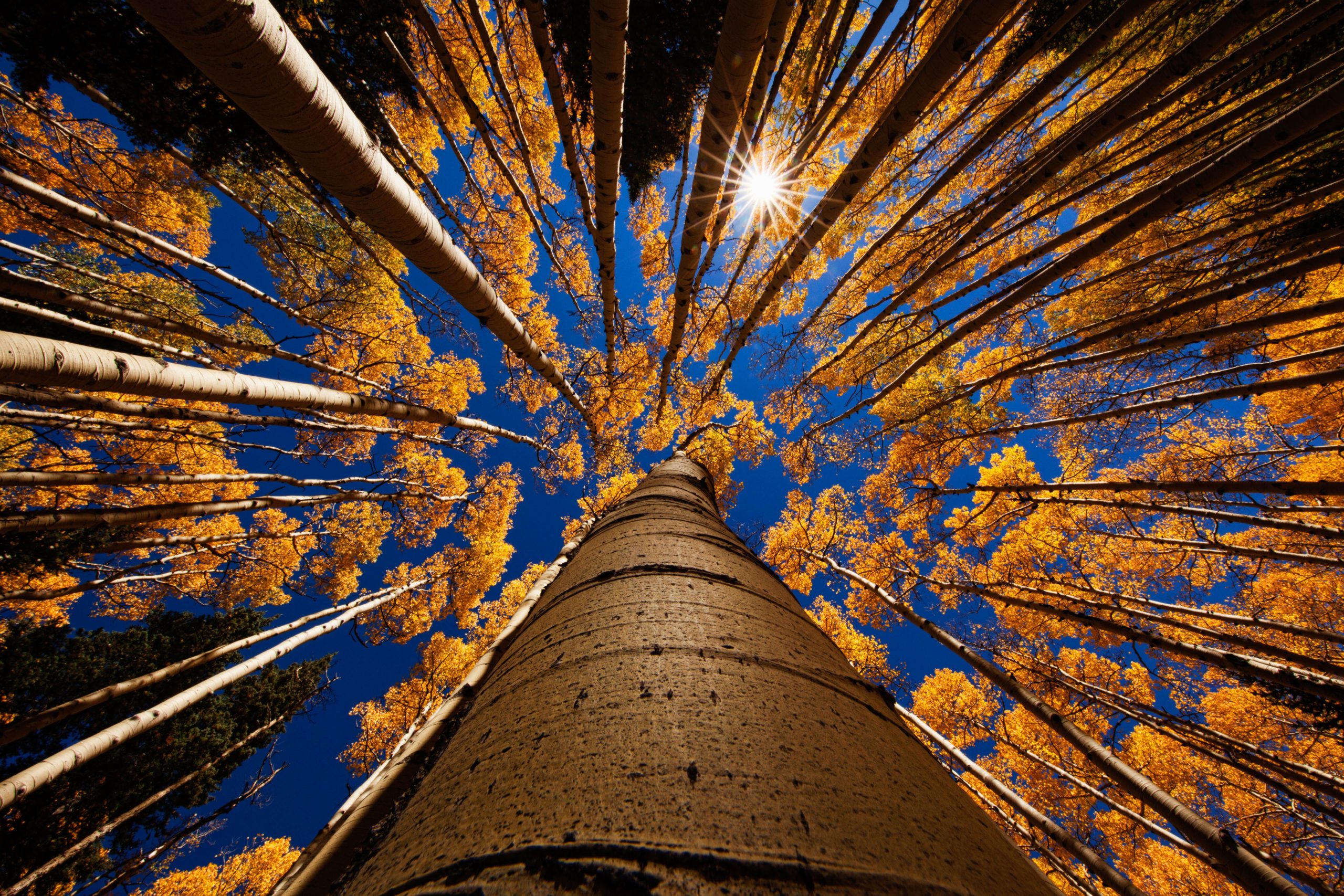 looking-up-from-the-forest-floor