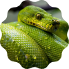 snake