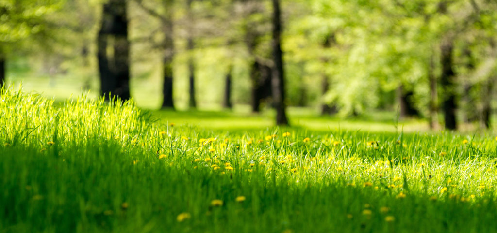 A close up of grass at park
