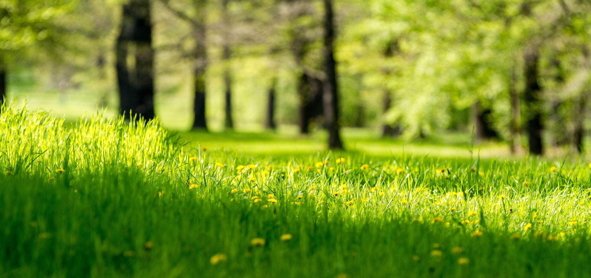 A close up of grass at park