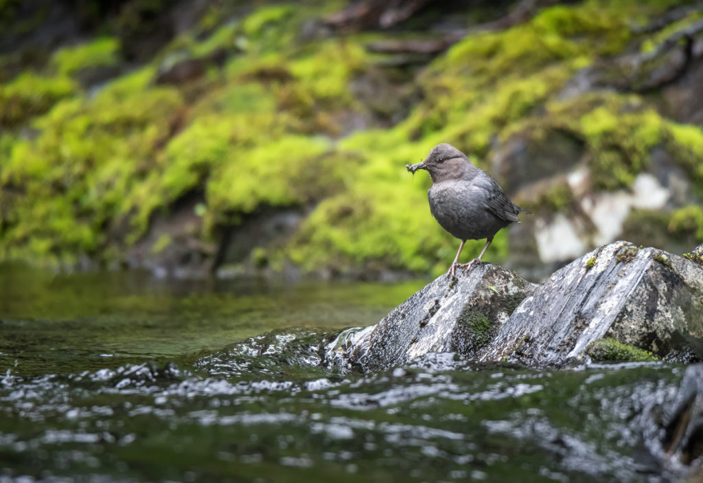 American Dipper flying through a river in a forest