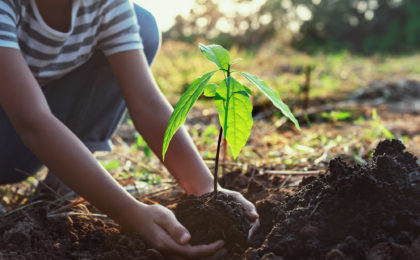 hand holding small tree for planting into the soil