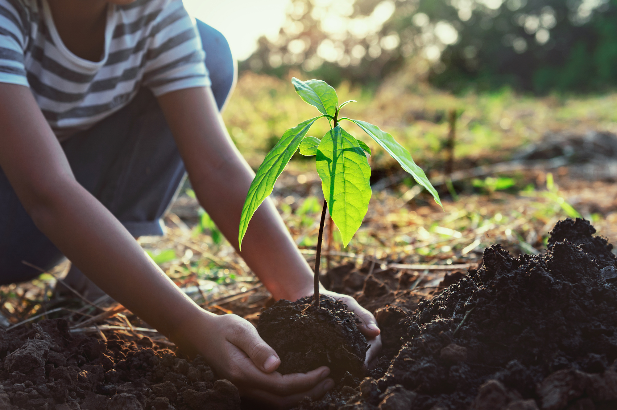 hand holding small tree for planting into the soil