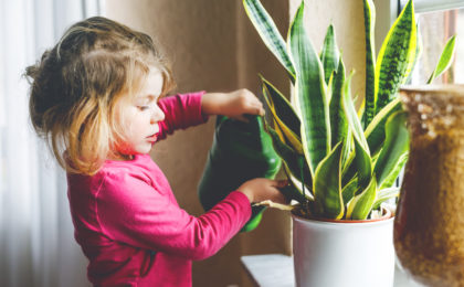 Little toddler girl watering flowers and plants on window at home. Cute child helping, domestic life. Happy healthy kid holding water can, working and leaning help. Greenery, environment concept