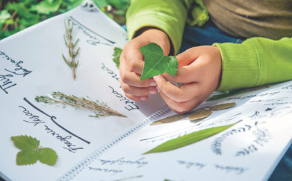 Girl's hands picking leaves compares leaf to pictures in a book.
