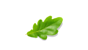 Green Leaf