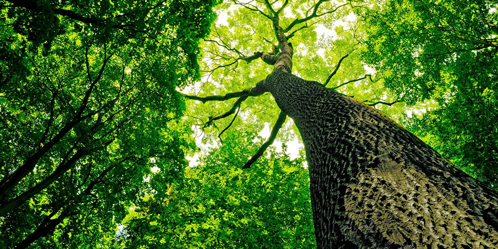 looking up into the tree canopy at a particularly large and impressive tree.