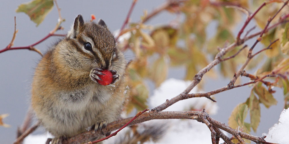 A chipmunk eating a berry on a tree branch
