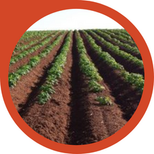 photo of lettuce planted in rows of soil