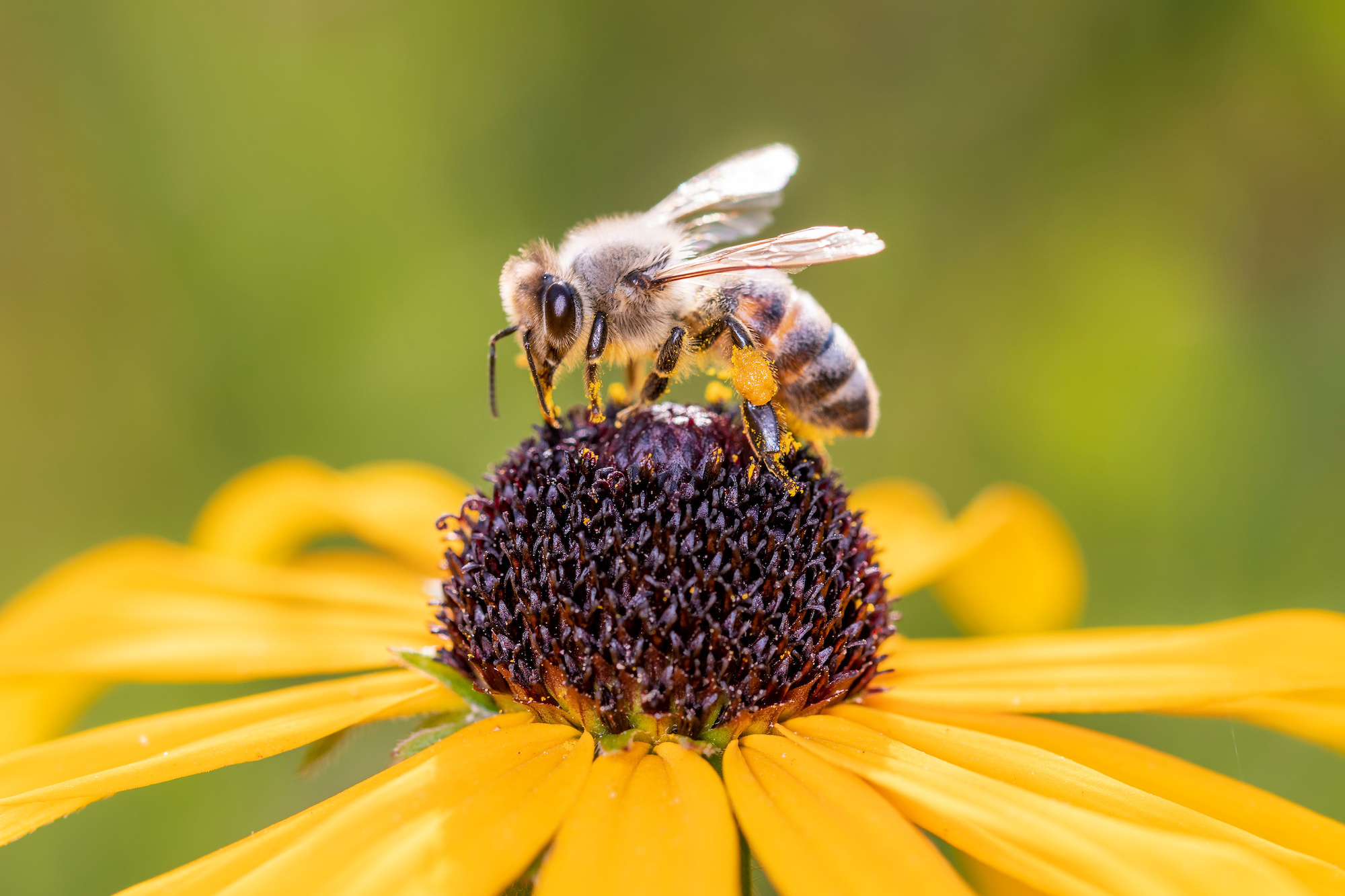 Bee pollinates a blossom of the orange coneflower - Rudbeckia fulgida