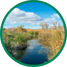 photo of a wetland with vegetation
